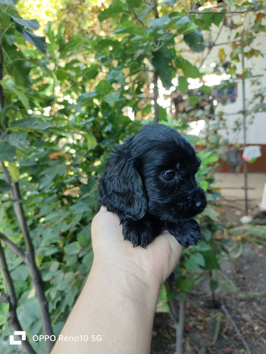 Продаются щенки американский кокер-спаниель