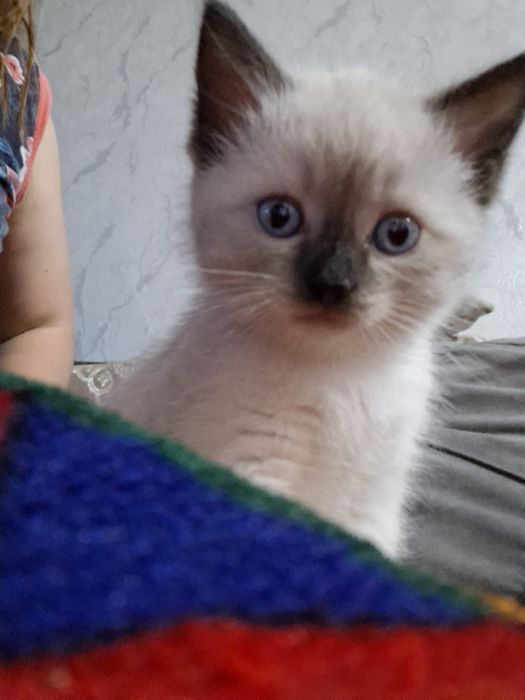 Продам котёнка сиамская порода