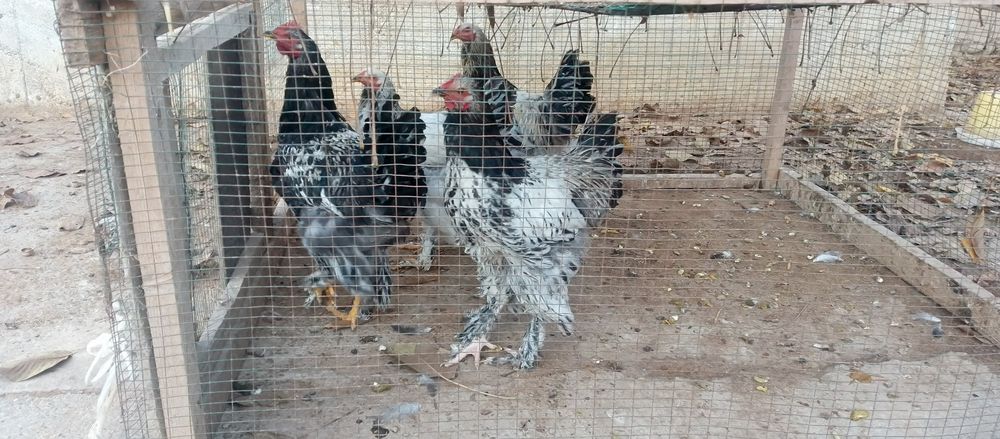 Qora shaxzoda tovuq xuroz 2+1