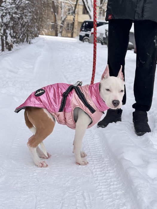 Стаффорд 5 месяцев