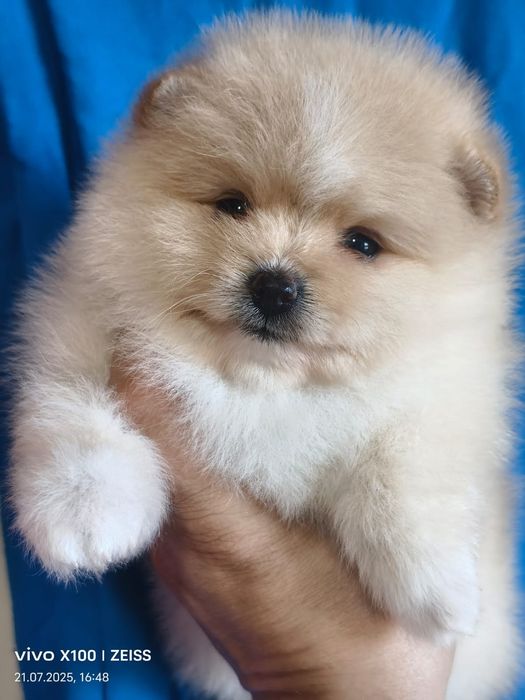 Очаровательные щенки шпица.