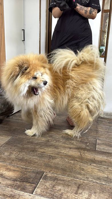 Экспресс-линька для собак