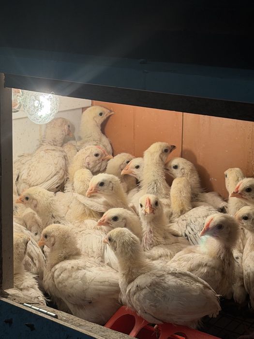 Адлер балапан.