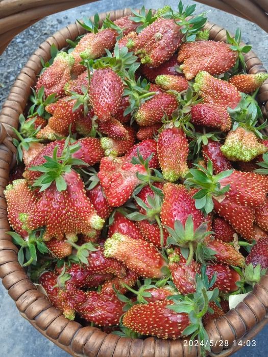 Саженцы клубники Купчиха