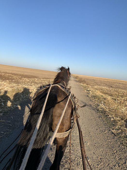 Cal castrat de vinzare