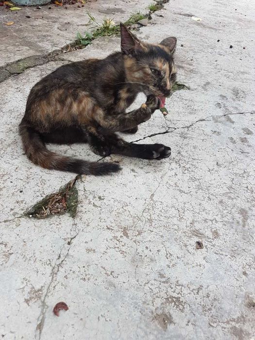 Ofer spre adoptie o  pisicuta dragalasa