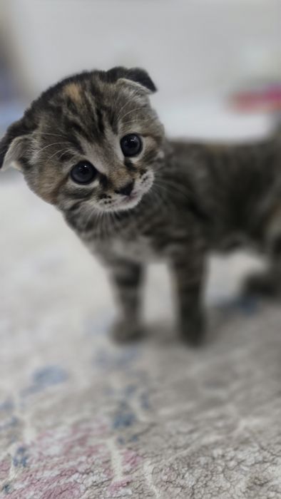 Шатландско веслоухая