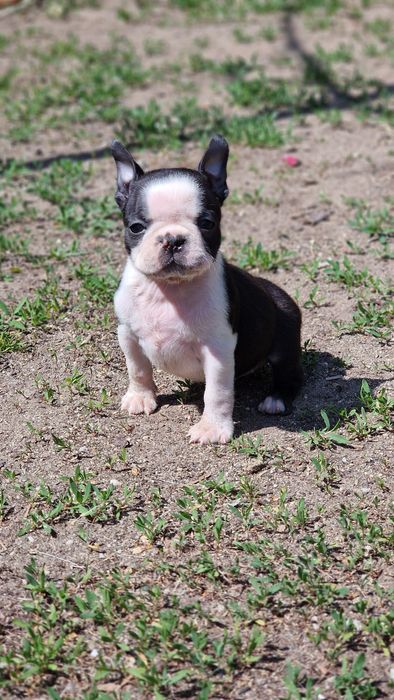 Boston terrier femela