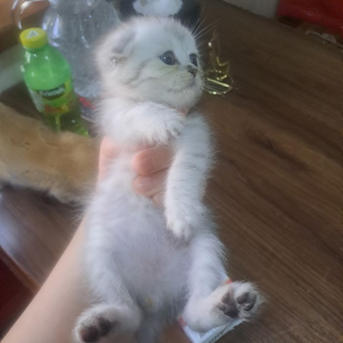 Продается от правильной вязки