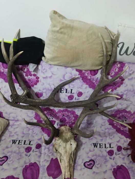 Trofeu  cerb carpatin