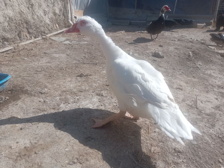 Инда утка сотилади