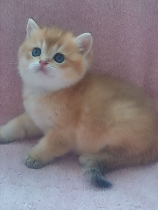 Продается чистокровный британец , золотая шиншилла