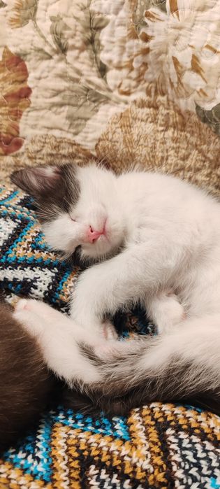 Котята. Мальчик. 2 мес.