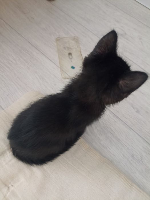 Котенок 2 месяца