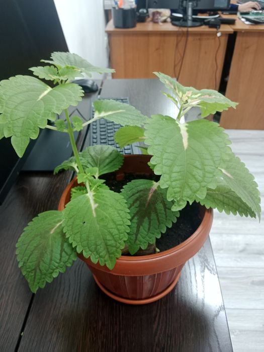 Цветы комнатные продам