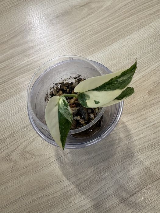 Эпипремнум Pinnatum Variegata (Пиннатум Вариегата)