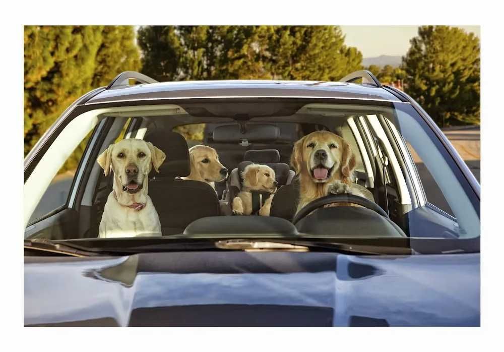 ЗООТАКСИ-везем с любовью