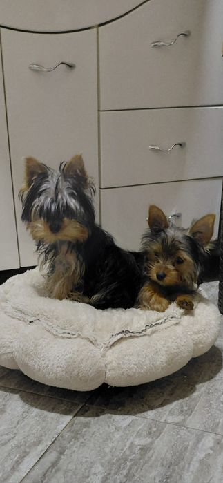 Продавам мъжко и женско мини йорки