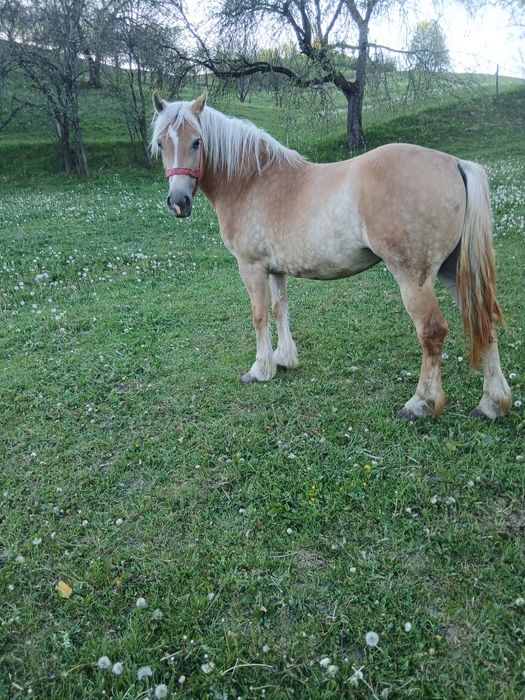Vând iapă de 3 ani