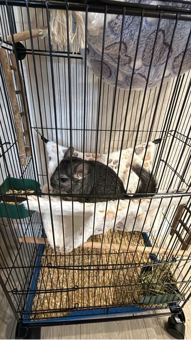 Шиншилла мальчик