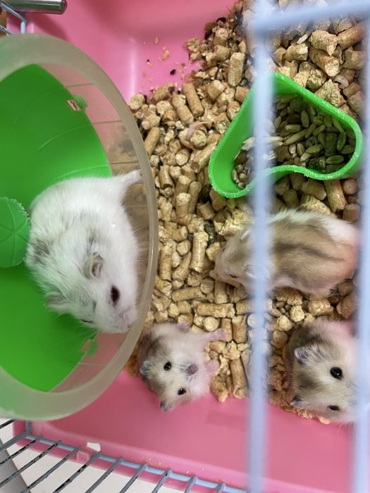 Продам хомячков Роборовского