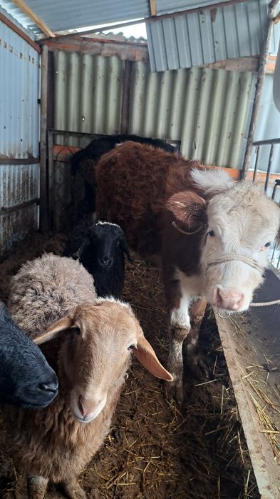 Бузау сатылады 11айлык