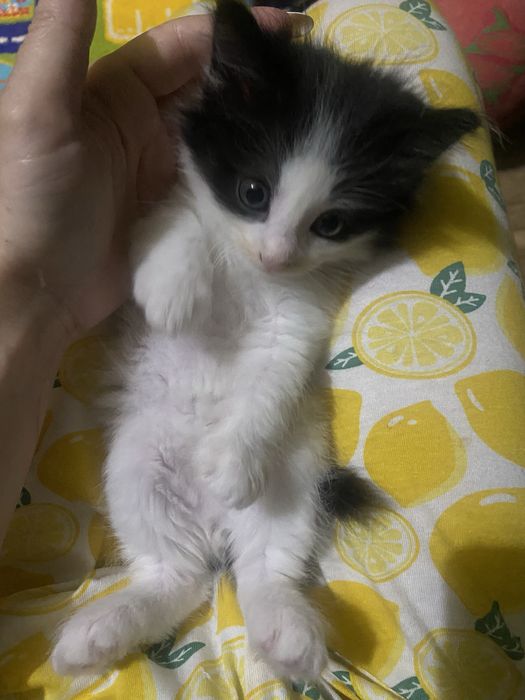 Котёнок мальчик очень добрый, нежный ручной