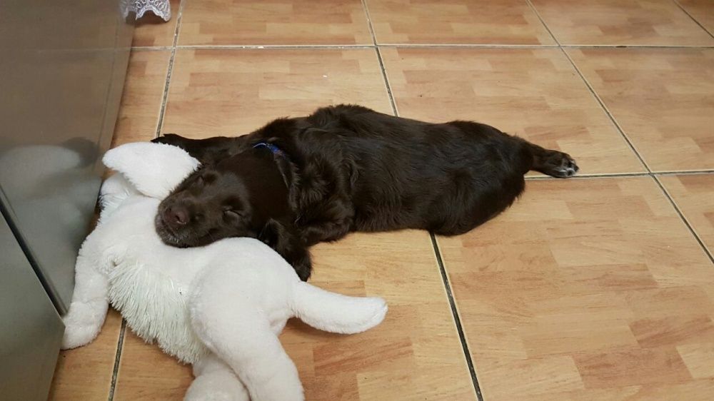 Щенки Русского Спаниеля