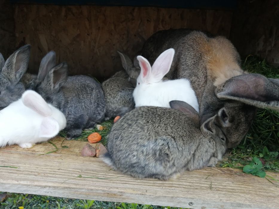 "Pufuleți", de vânzare. UB. Fătați pe 19.03.