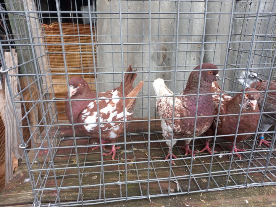 Porumbei dv , chingi,germani, curcani indieni, etc