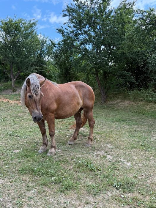 Vând iapă gestanta și doi mânzi