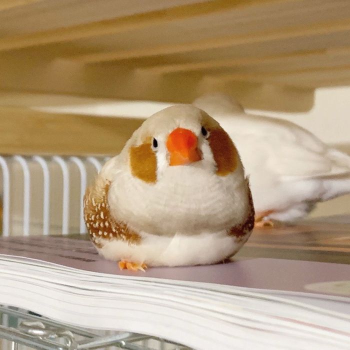 Амадины зебровые
