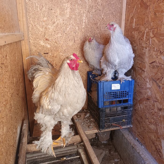 Vand gaini  brahma  și oua incubat