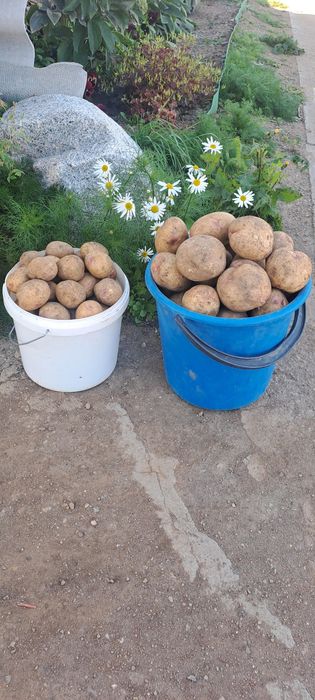 Дачная  картошка