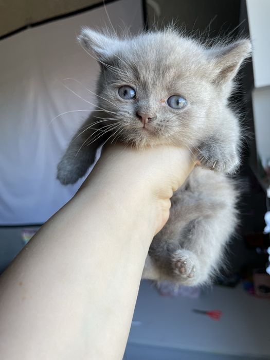 Котенок мальчик