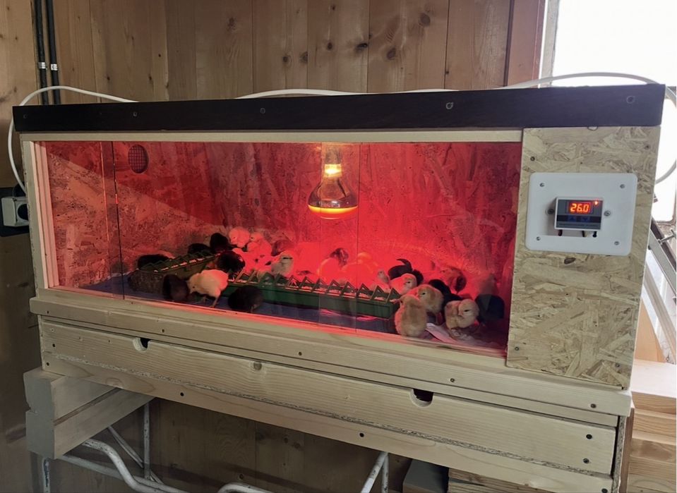 Maternități creștere pui