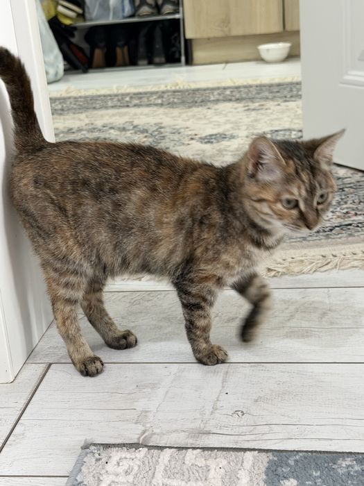 Отдам в хорошие ,  добрые руки