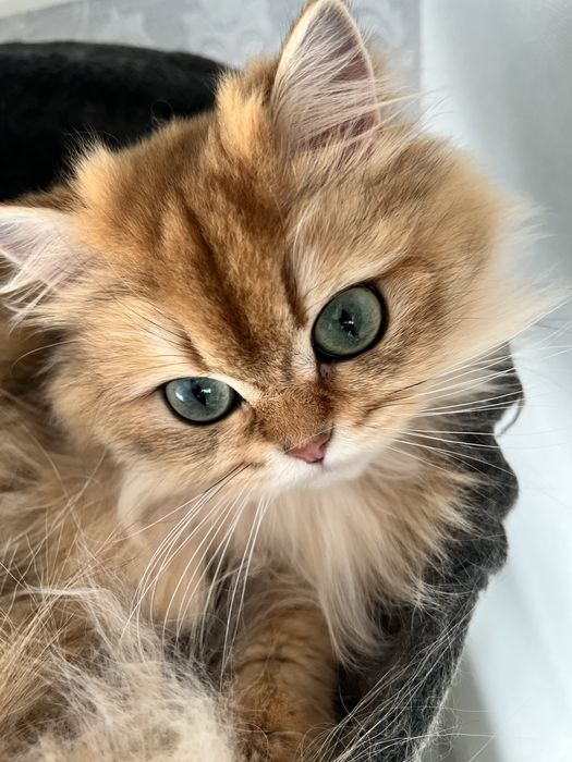 Pisica british longhair golden cu pedigree