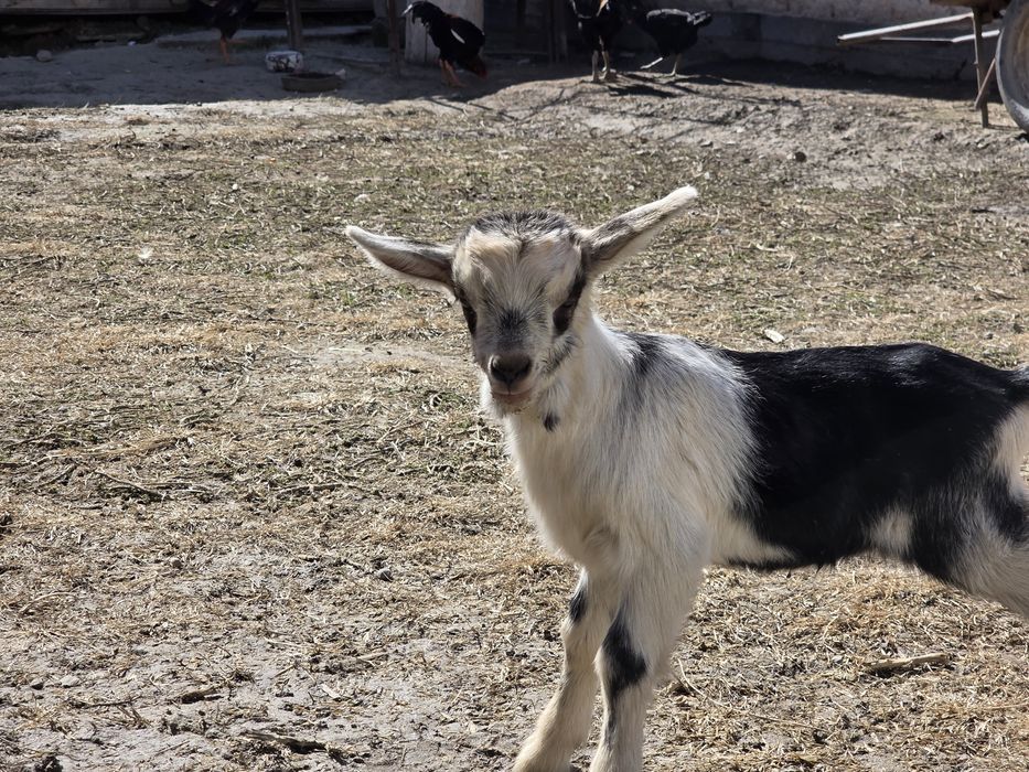 Алпи пиакок теке лақ