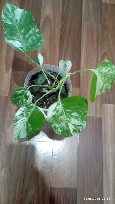 Продам,монстеру альбу