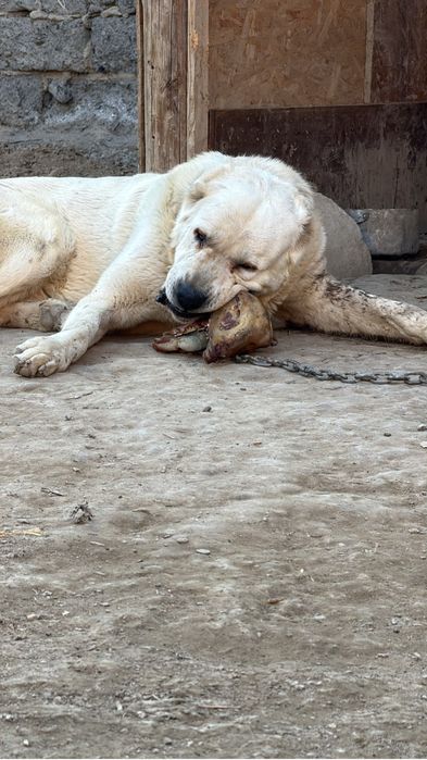 Төбет еркек молодой жас