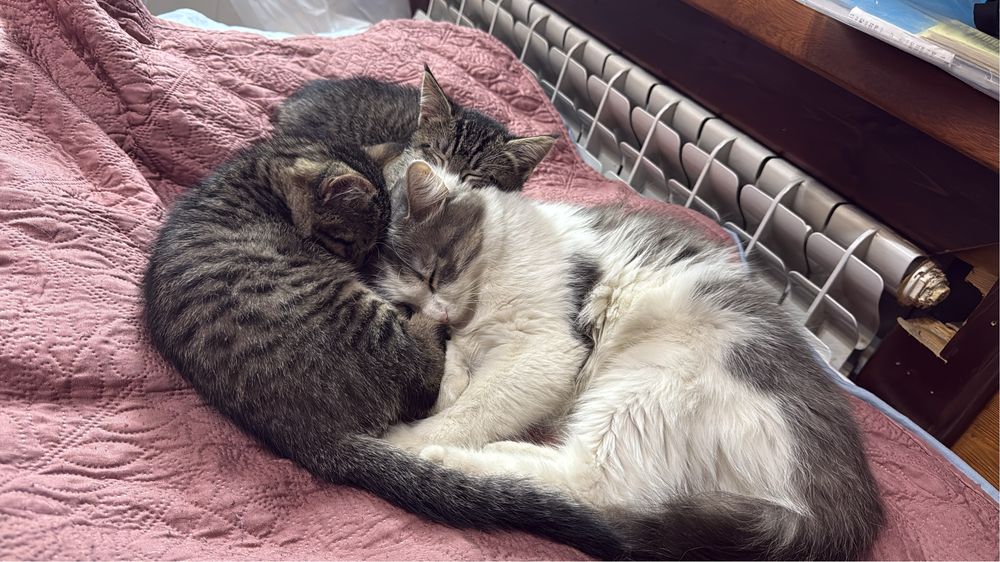 Отдам котят красивых