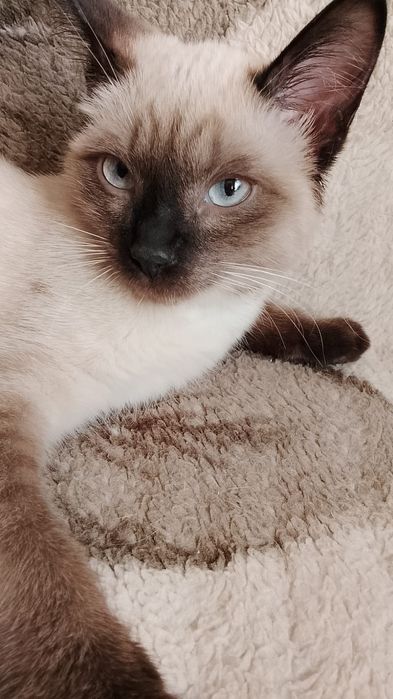 Отдам котёнка в добрые руки