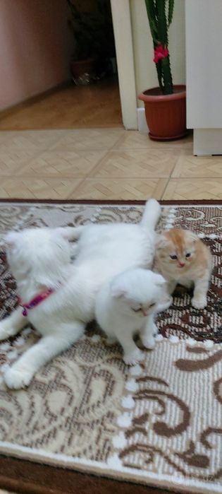 3ta Scottish Fold mushugi