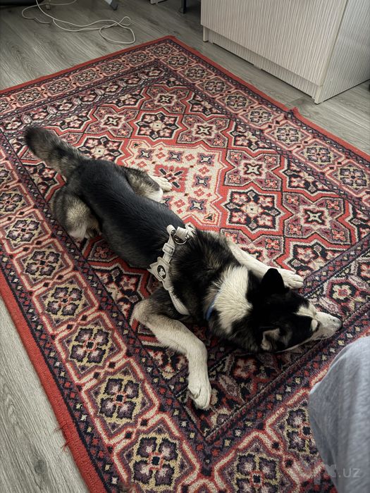 Husky it sotiladi