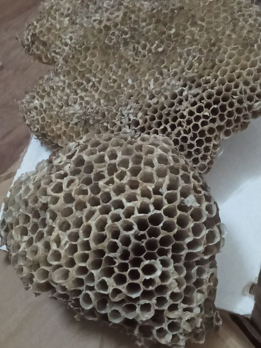 Осиное гнездо настоящие