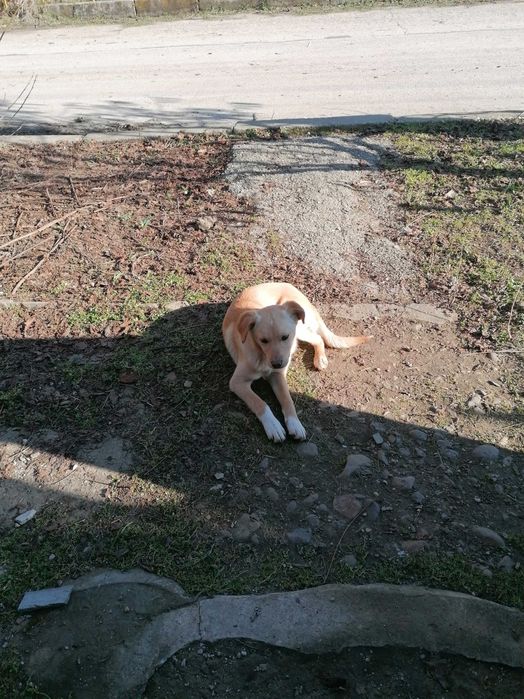 Подарявам къченце