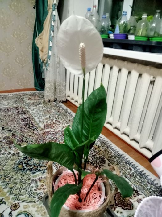 Продаются комнатные цветы