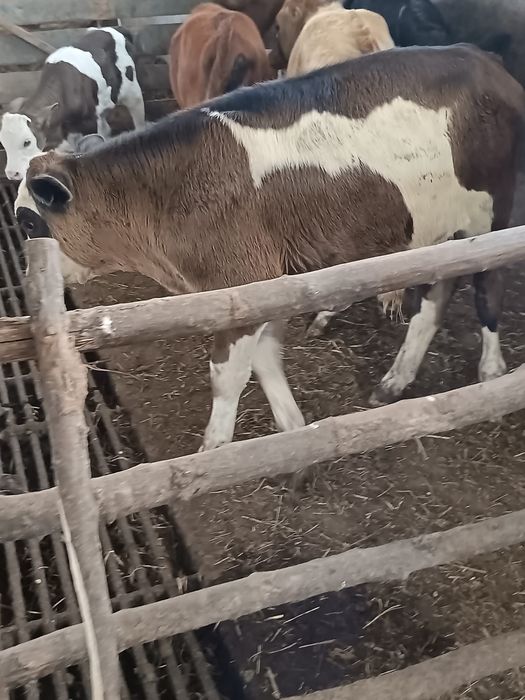 Vând vitele , viței înțărcați