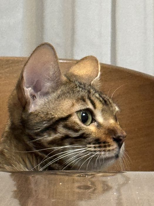 Бенгал кошка 1,3 года